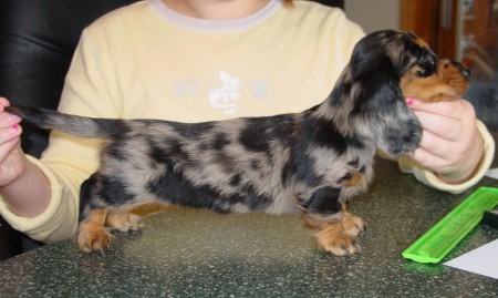 Dachshund, Perro Salchicha, Dackel o Teckel.